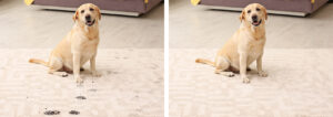 Carpet Cleaning Essex